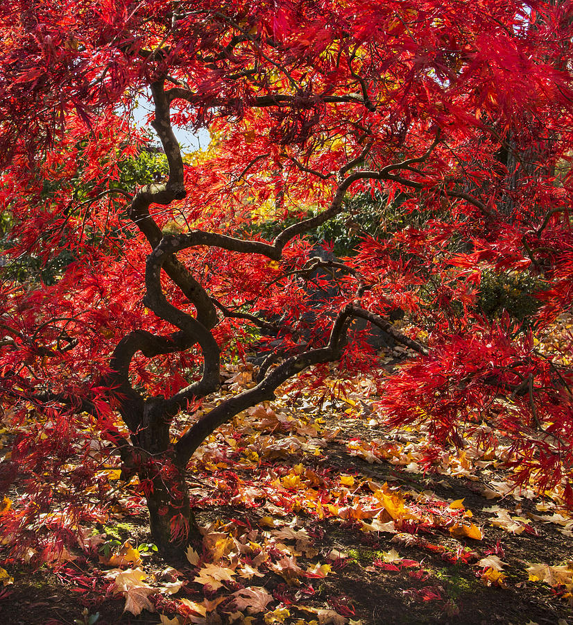 Blazing Japanese Maple Photograph by Angie Vogel