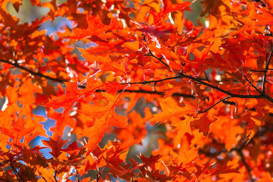 Blazing Maple Photograph by Alexander Senin