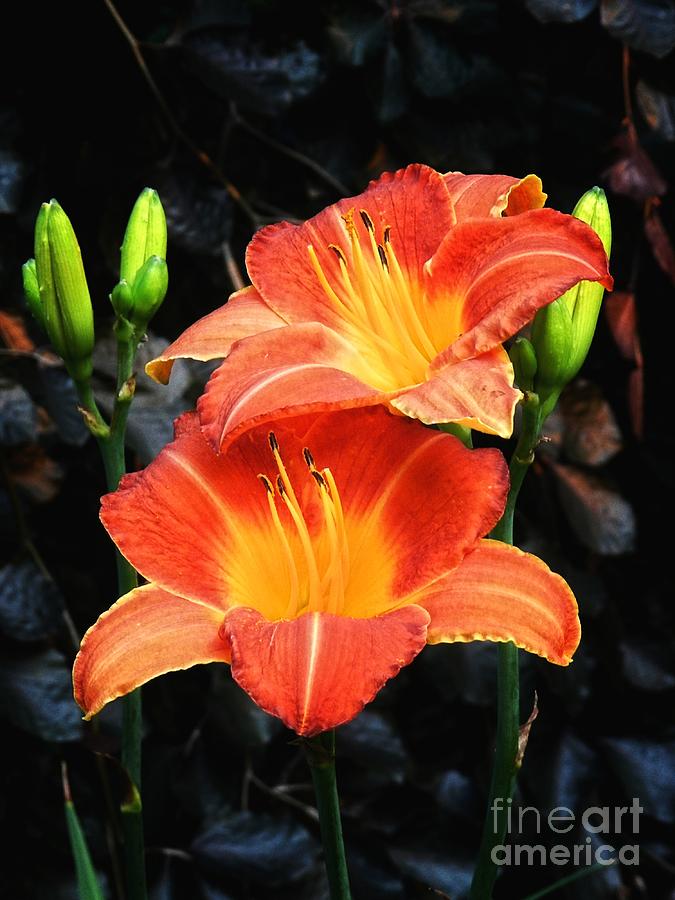 Blazing Orange Lilies Photograph by Sharon Woerner