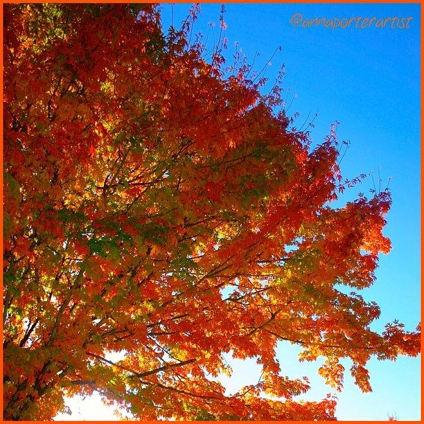 Fall Photograph - Blazing Orange Maple Tree by Anna Porter
