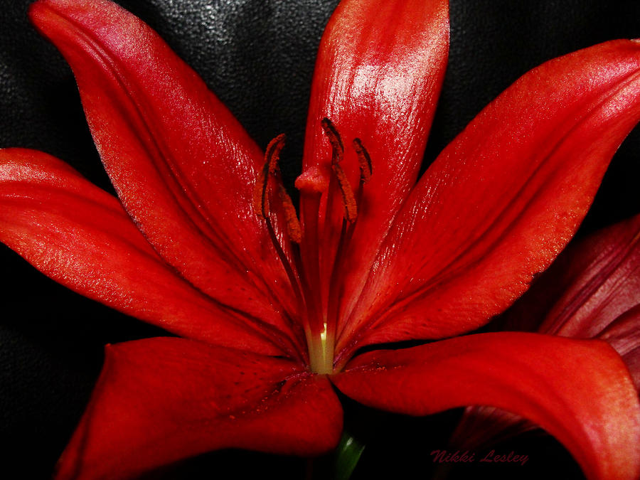 Blazing Red Photograph By Nikki Lesley Fine Art America