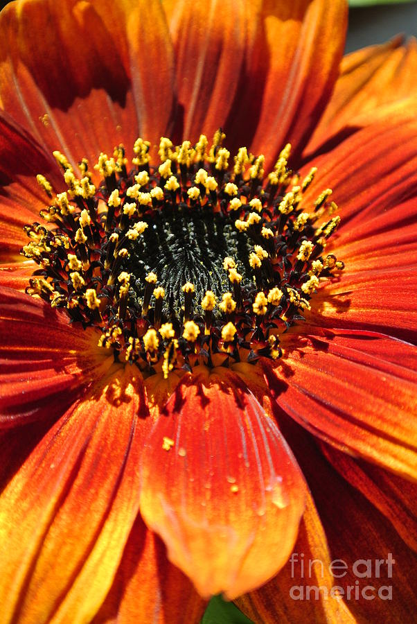 Blazing Sunflower Photograph by Sharron Cuthbertson