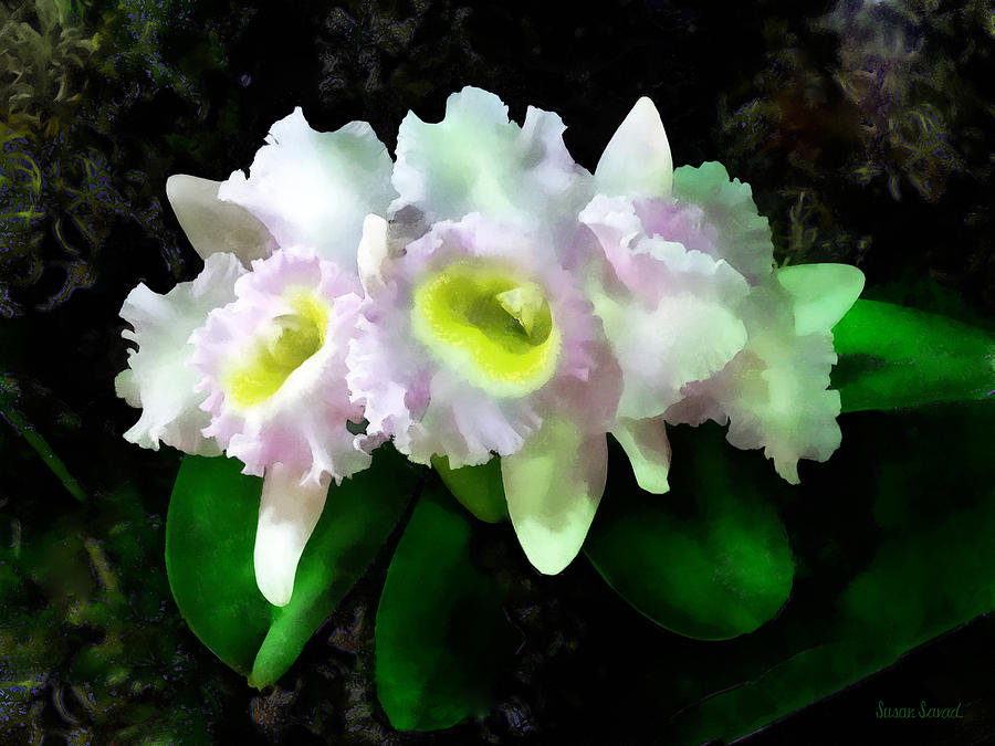 Orchid Photograph - BLC Mary Ellen Underwood Krull-Smith by Susan Savad