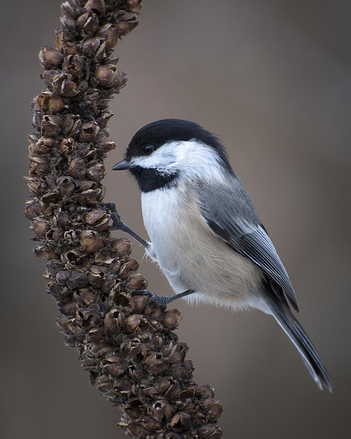 Blcak capped Chickadee Photograph by Ward McGinnis - Fine Art America