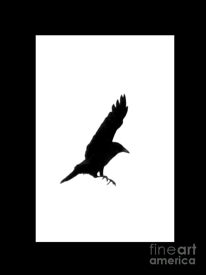 Crow Photograph - Black Crow by Linsey Williams