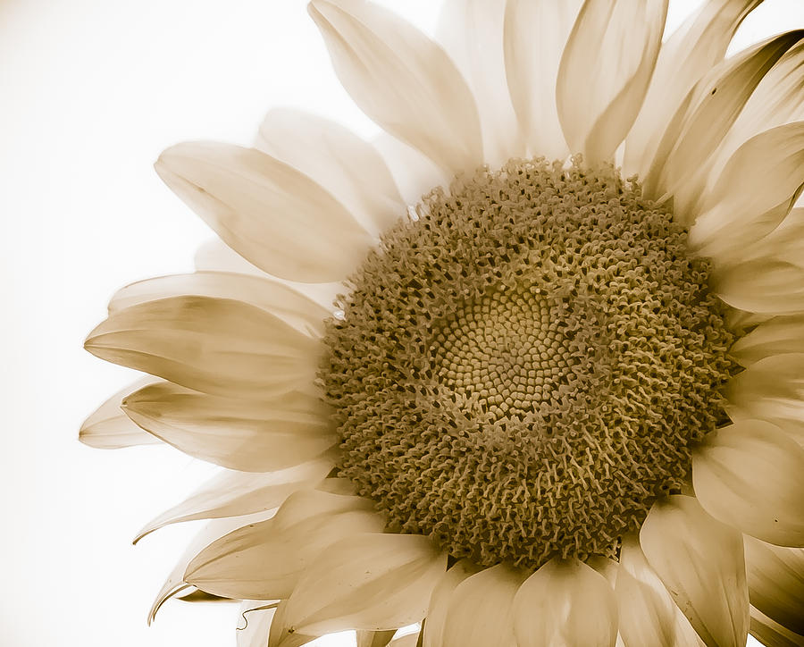 Bleached Sunflower Photograph by Virginia Folkman
