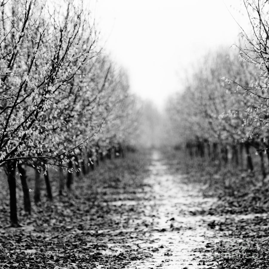 Bleak Orchard 1 Photograph by Rebecca Cozart