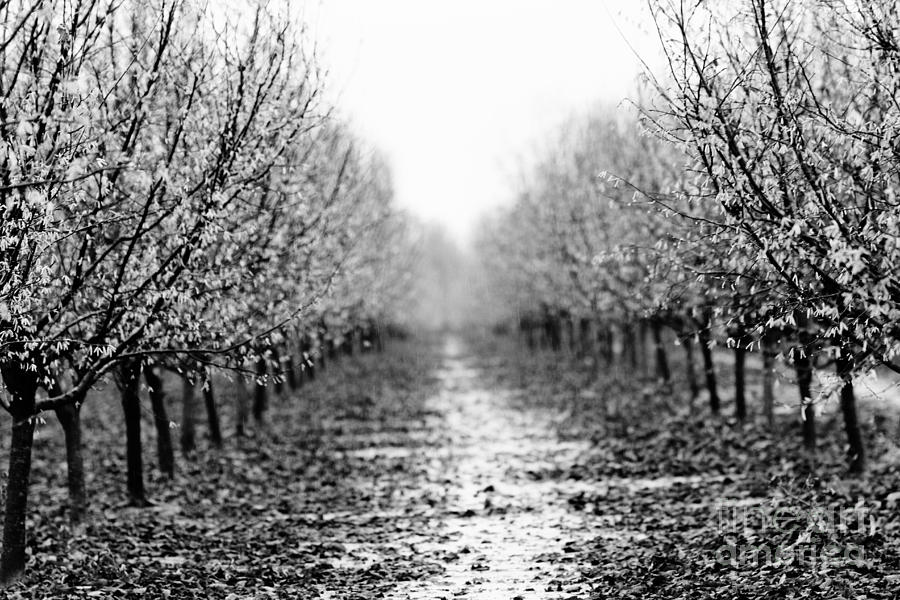 Bleak Orchard 2 Photograph by Rebecca Cozart