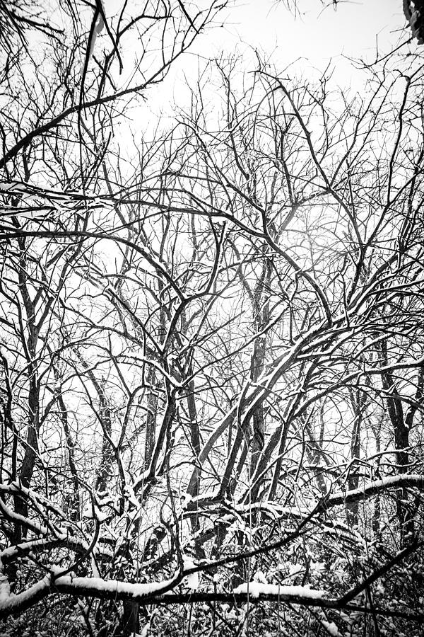 Tree Photograph - Bleak Winter Trees 3 by Zach Murphy Tree Photograph - Bleak Winter Trees 3 by Zach Murphy