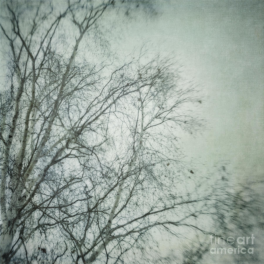 Nature Photograph - bleakly I by Priska Wettstein
