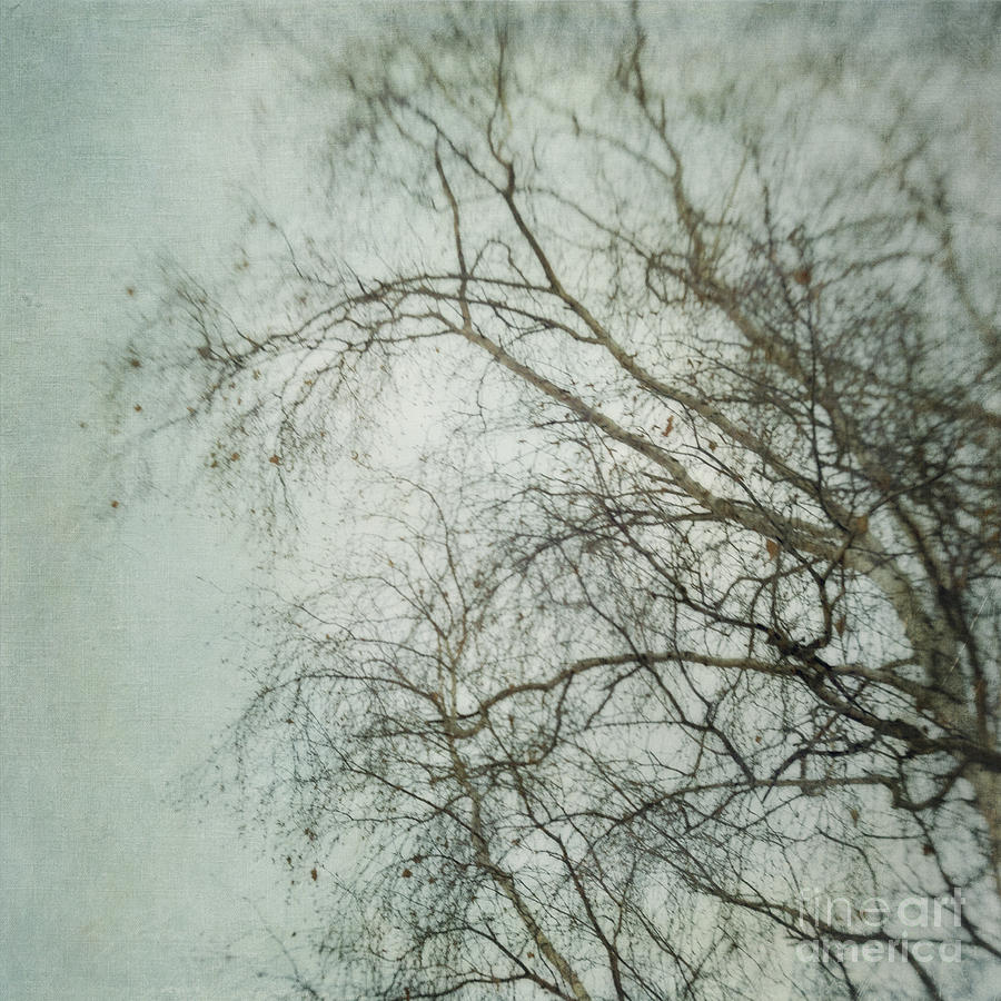 Nature Photograph - bleakly II by Priska Wettstein