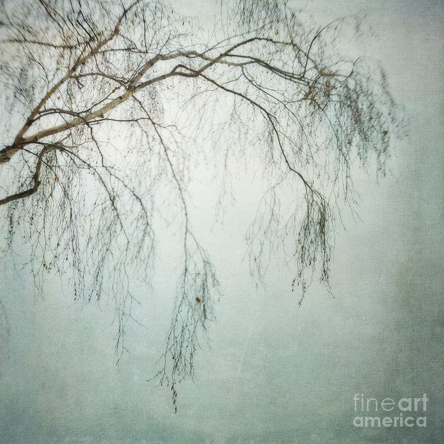 Nature Photograph - bleakly III by Priska Wettstein