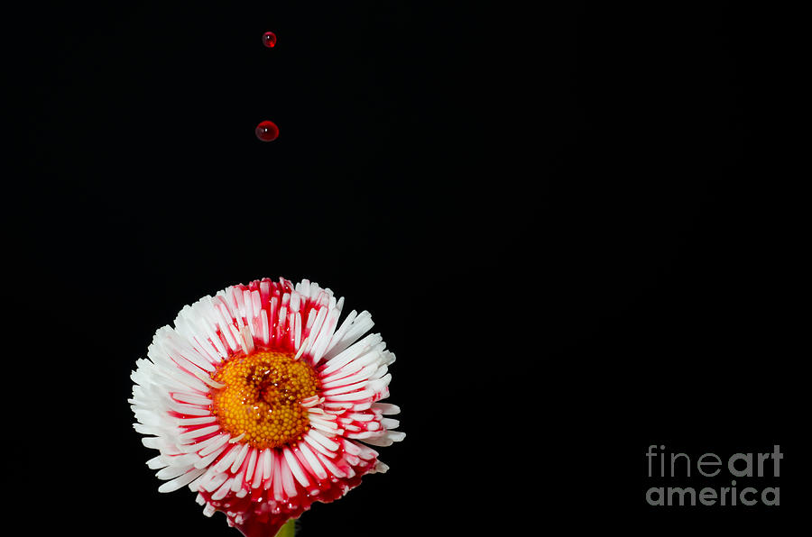 Bleeding flower Photograph by Mats Silvan