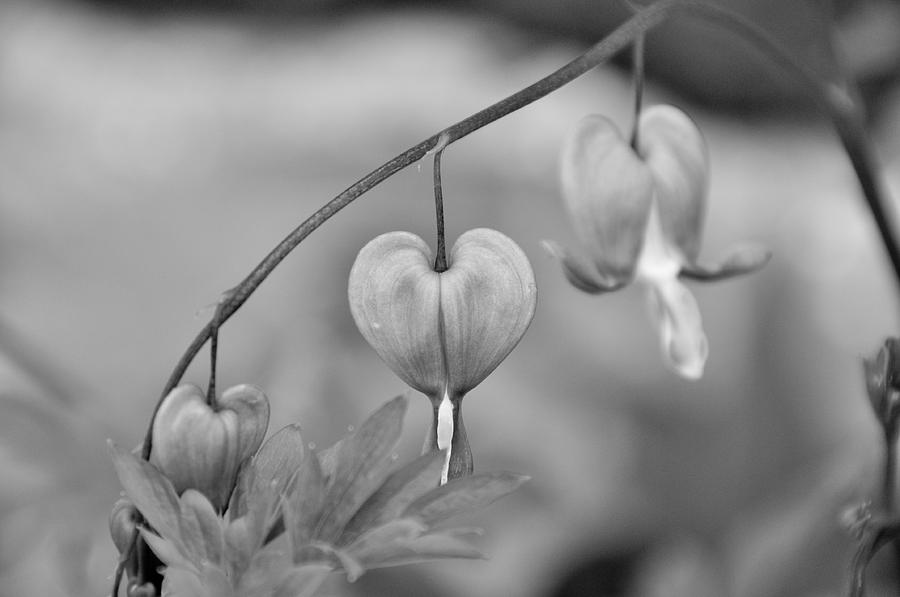 Flowers Still Life Photograph - Bleeding Heart by BandC  Photography