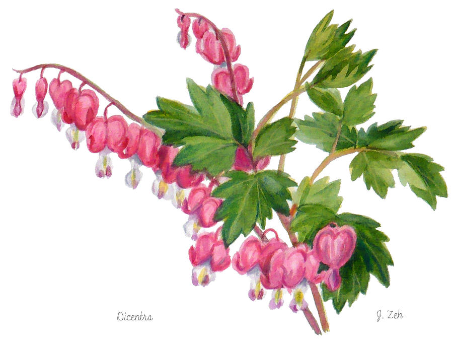 Bleeding Heart - Dicentra by Janet Zeh