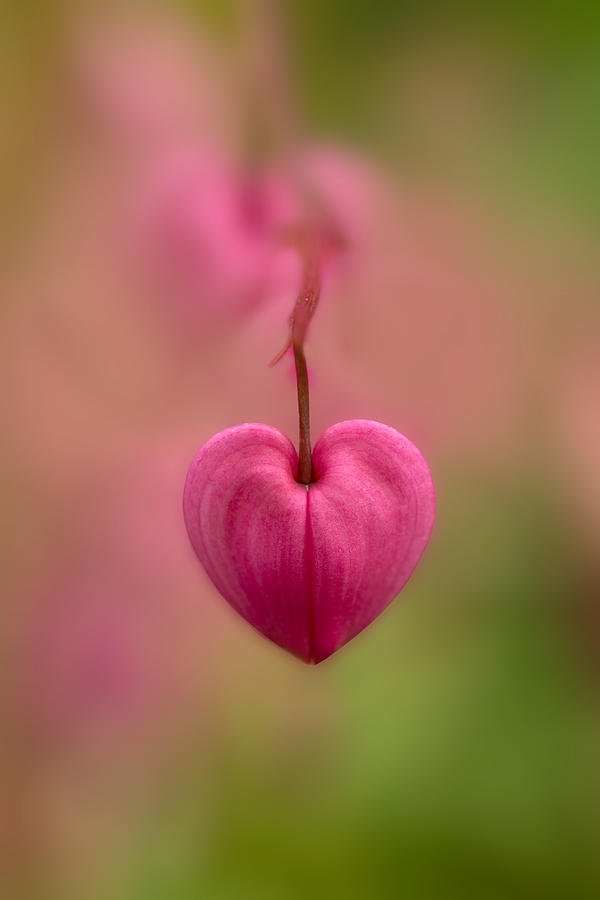 Bleeding heart flower Photograph by Jaroslaw Blaminsky
