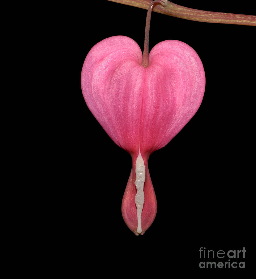 Bleeding Heart Flower Photograph by Phil Cardamone