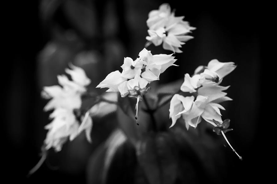 Bleeding Heart Flowers Clerodendrum Painted BW   Photograph by Rich Franco