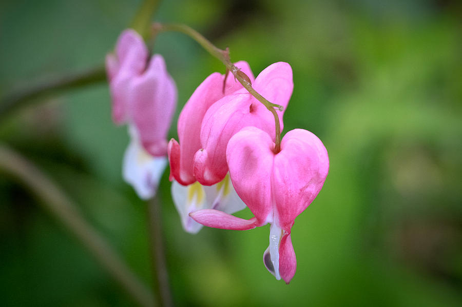 Bleeding Heart Flowers Photograph by Dancasan Photography