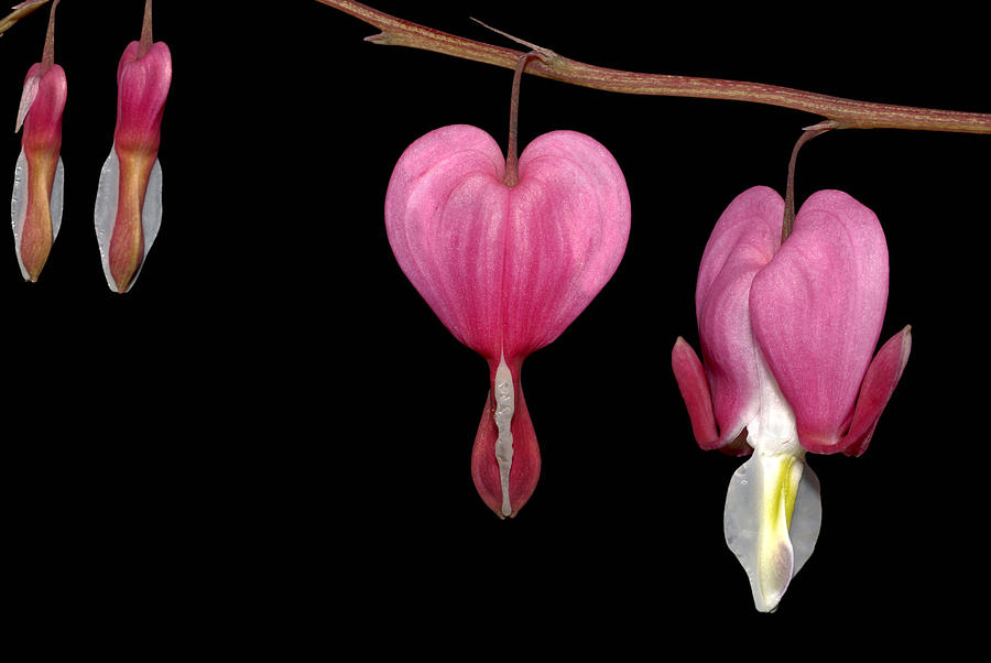 Bleeding Heart Flowers Showing Blooming Stages  Photograph by Phil Cardamone