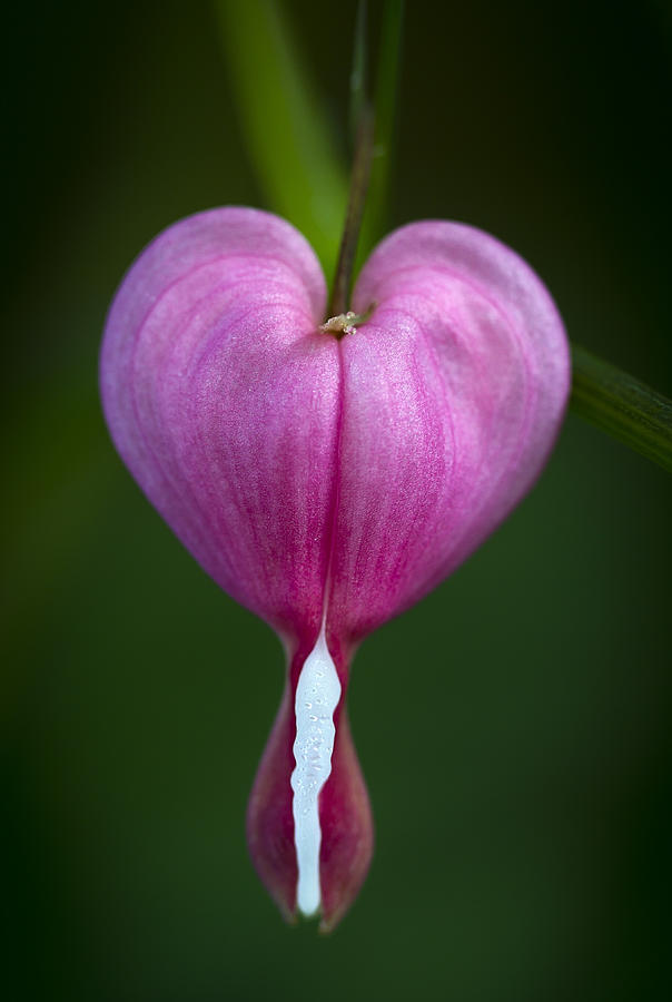 Flower Photograph - Bleeding Heart by John Vose