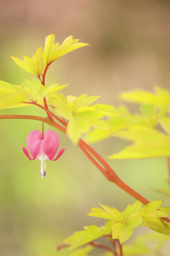 Bleeding Heart (lamprocapnos Spectabilis) Photograph by Maria Mosolova ...