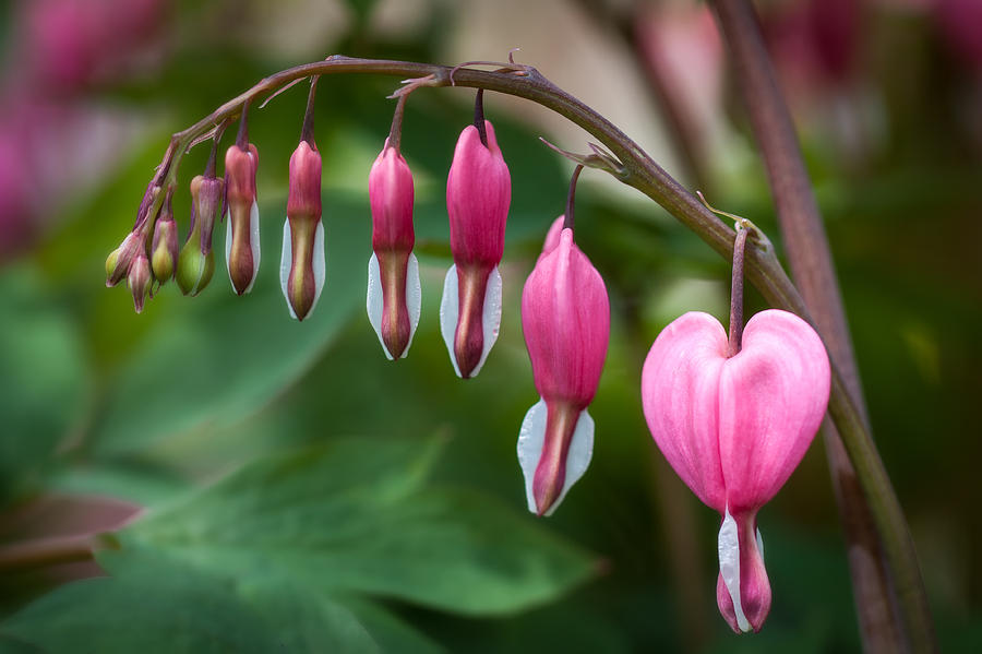 Bleeding Heart Photograph by Mike Burgquist