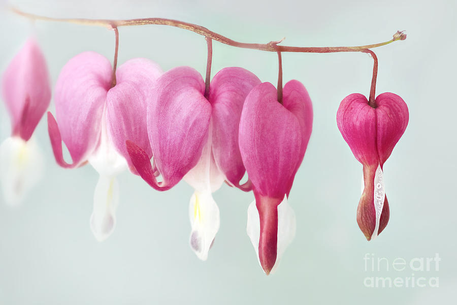 Nature Photograph - Bleeding Heart  by Onelia PGPhotography