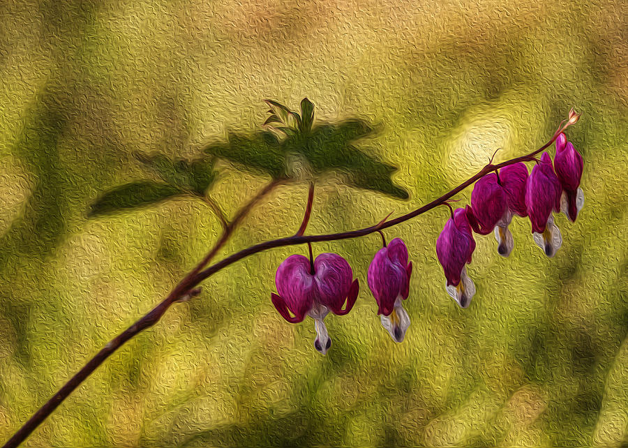 Bleeding Heart Painterly Style Photograph by Vishwanath Bhat - Fine Art ...