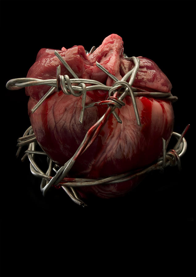 Bleeding heart  Photograph by Pch