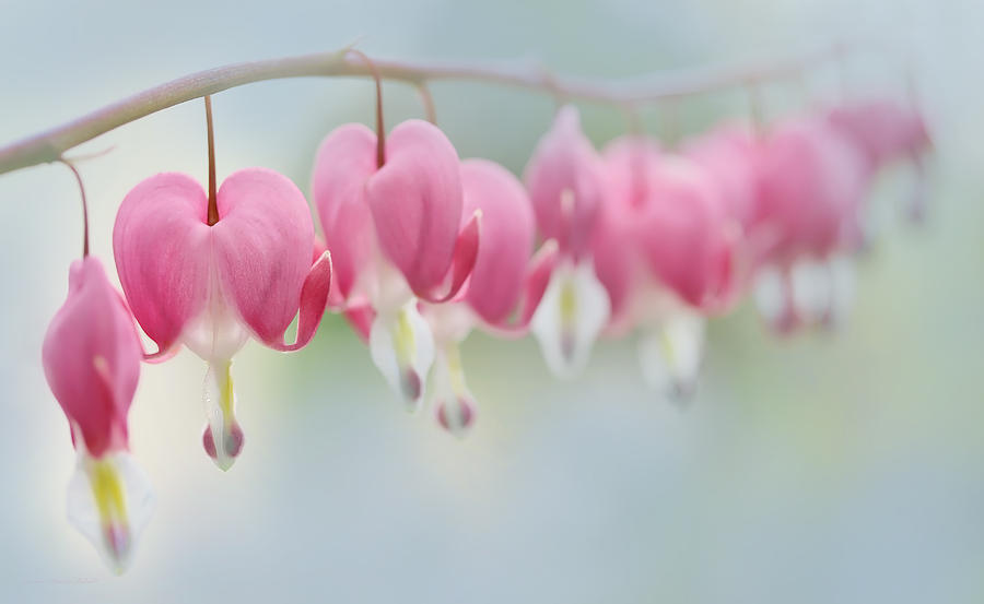 Spring Photograph - Bleeding Heart Pink Flowers in a Row by Jennie Marie Schell