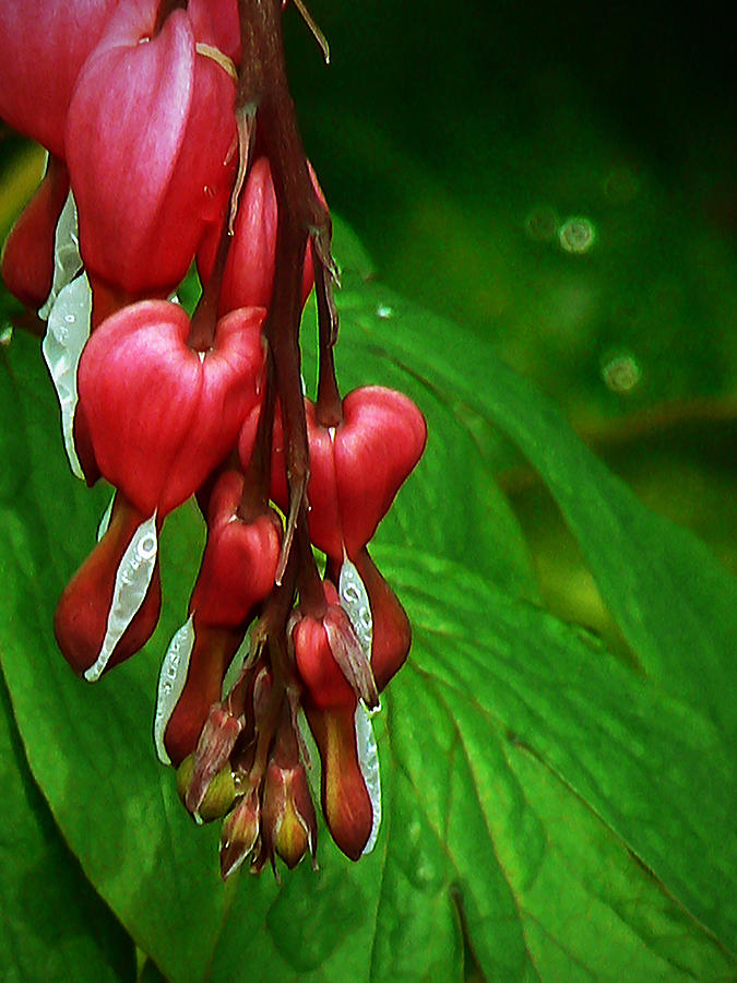 Flower Photograph - Bleeding Heart Plant Flower with Rain Drops by Pamela Patch