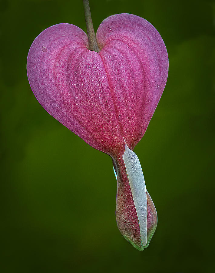Flower Photograph - Bleeding Heart by Susan Candelario