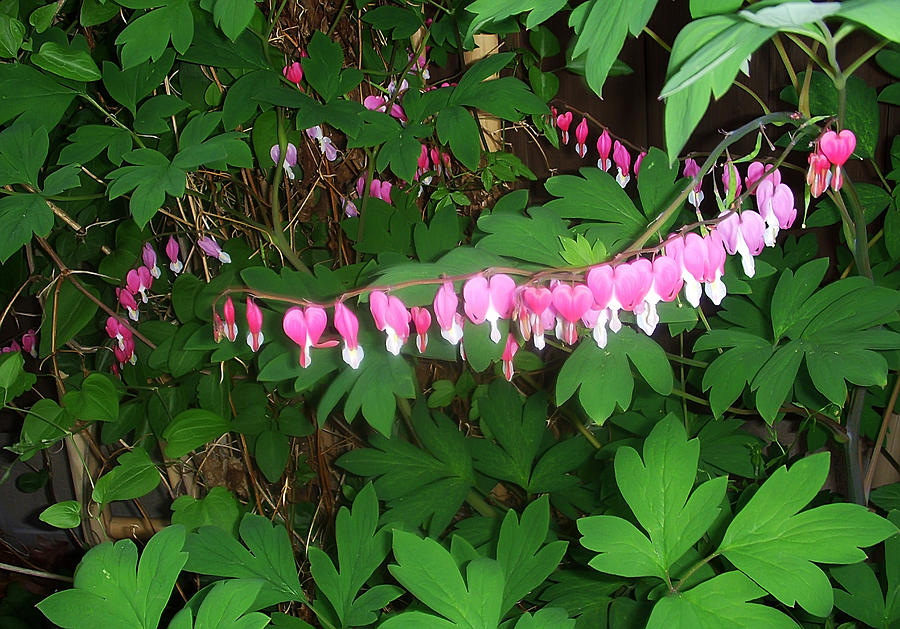 Bleeding Hearts Photograph by Aimee L Maher ALM GALLERY