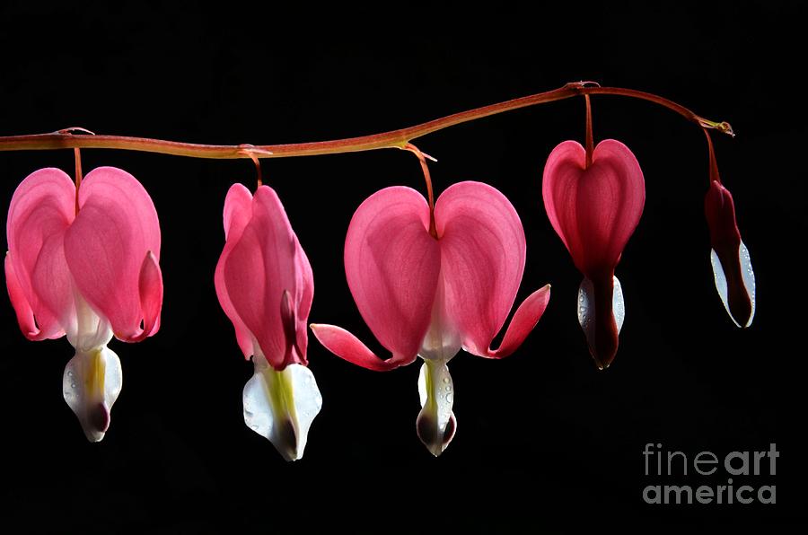 Bleeding Hearts Photograph by Cassie Marie Photography
