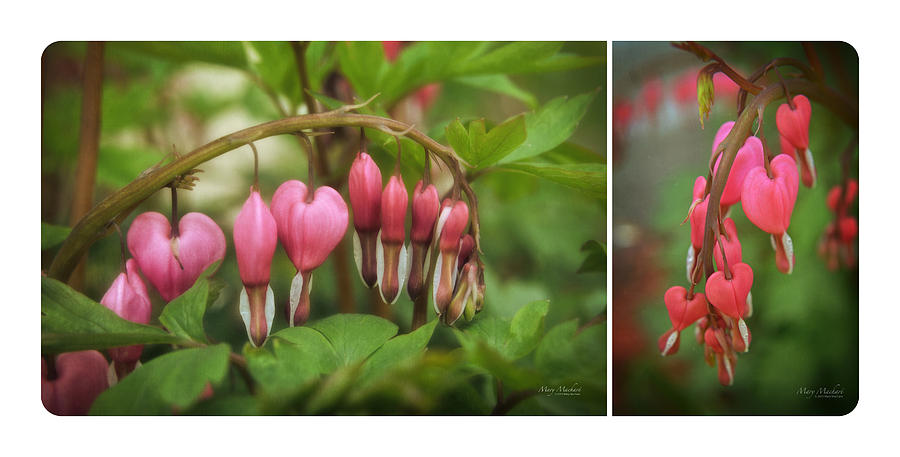 Bleeding Hearts Collage Photograph by Mary Machare