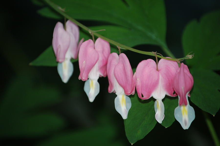 Bleeding Hearts Photograph by Colleen HalvorsenSinclair