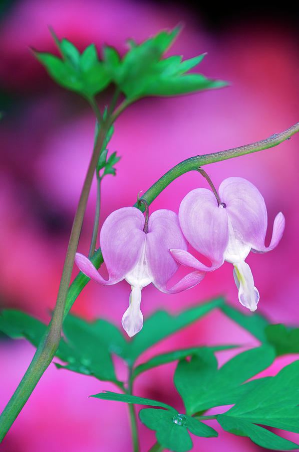 Nature Photograph - Bleeding Hearts Connecting In Garden by Jaynes Gallery