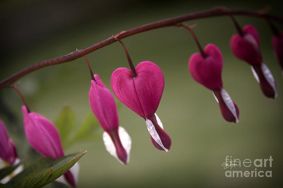 Flower Photograph - Bleeding Hearts by Cris Hayes