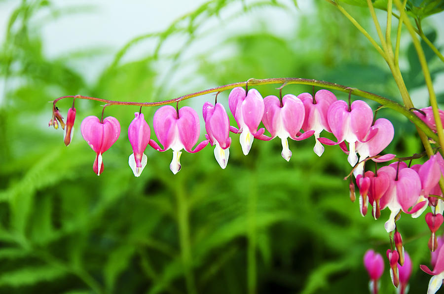 Bleeding Hearts Photograph by Donna Doherty