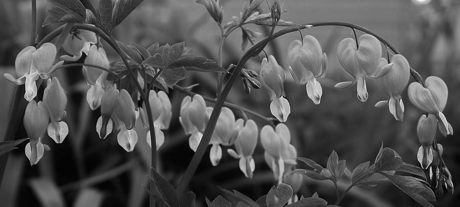 Bleeding Hearts in Black and White Photograph by Bruce Bley