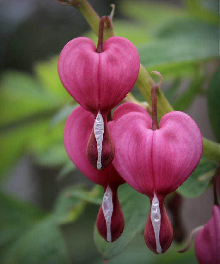 Flower Photograph - Bleeding Hearts by Joseph Skompski
