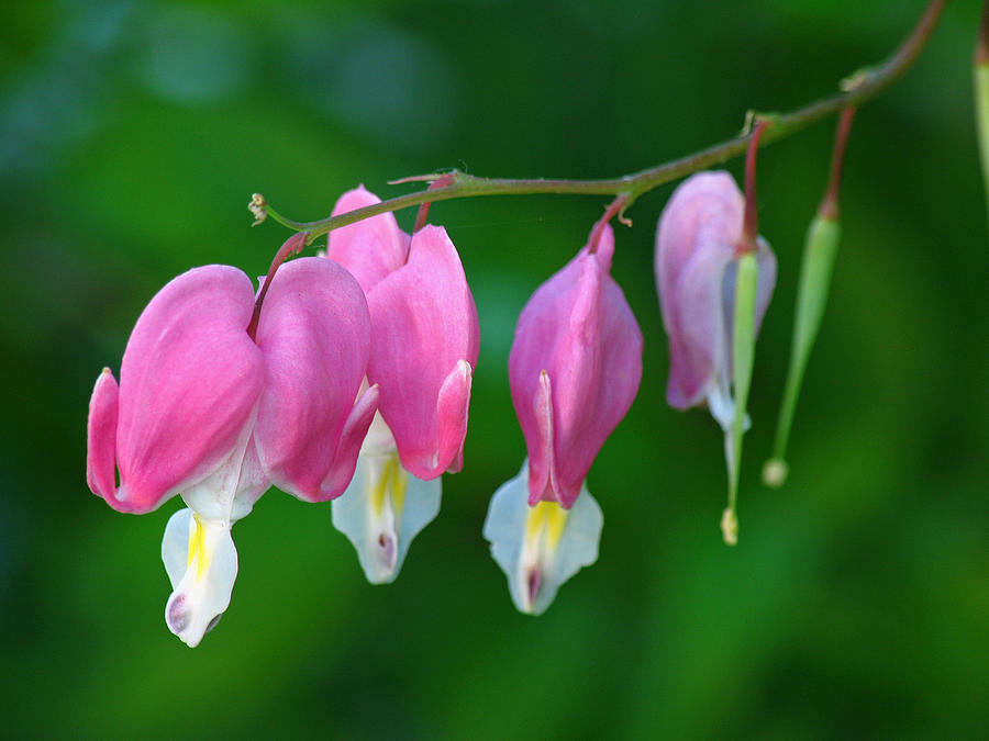 Bleeding Hearts Photograph by Juergen Roth