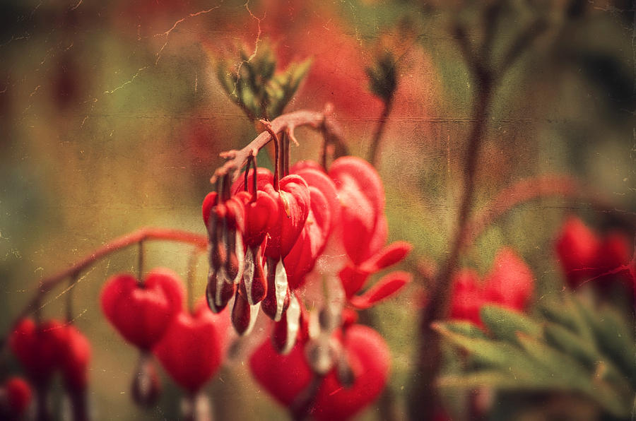 Bleeding Hearts Photograph by Spikey Mouse Photography