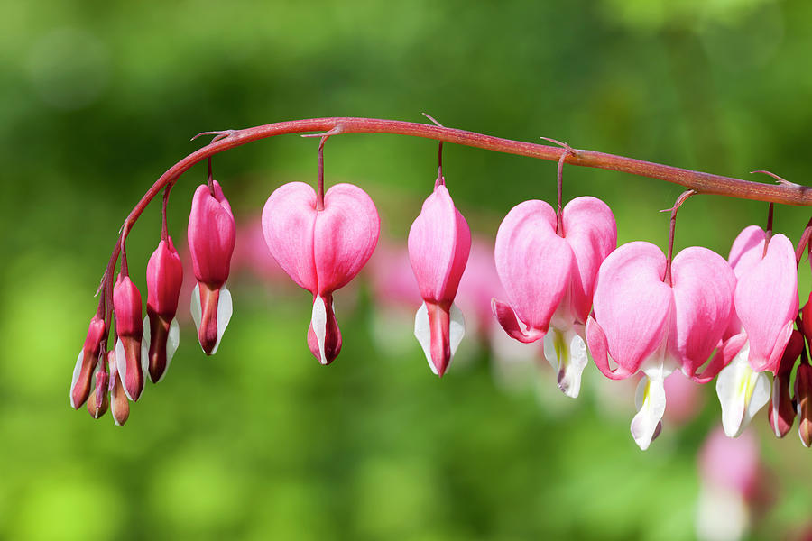 Bleeding Hearts Lamprocapnos Spectabilis Photograph by Andrew Dernie