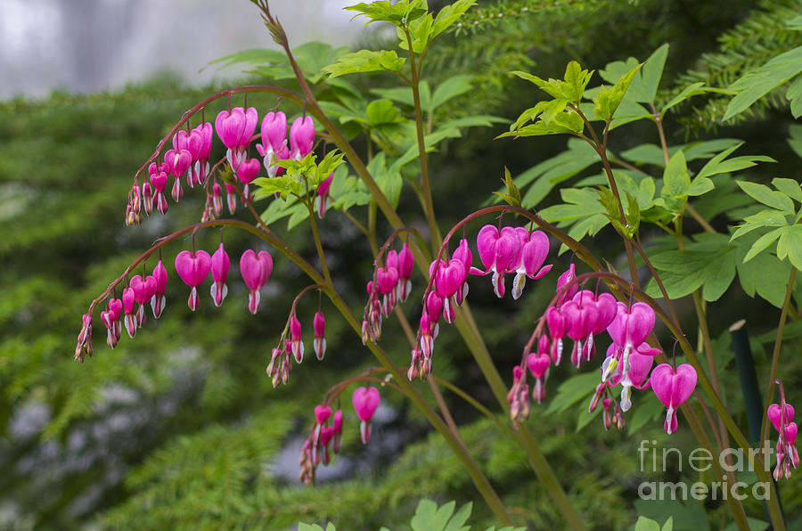 Bleeding Hearts Photograph by Louise Magno
