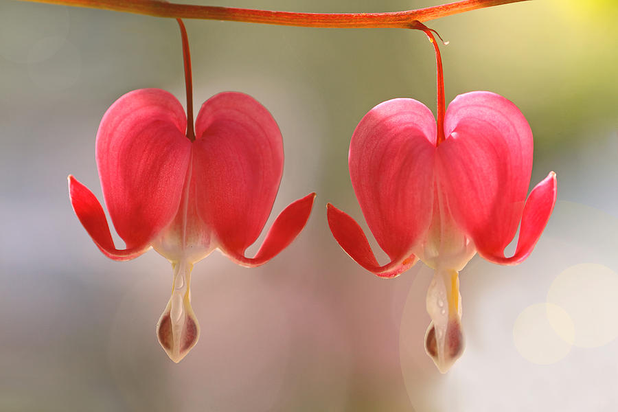 Bleeding Hearts Macro Photograph Photograph by Peggy Collins