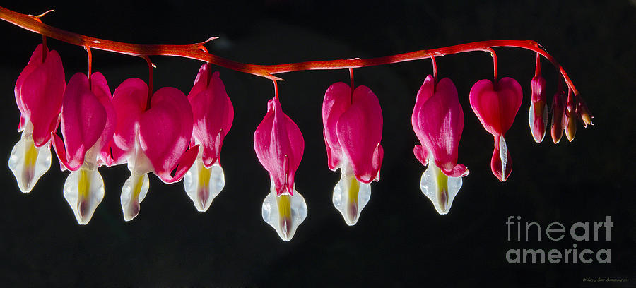 Bleeding Hearts Photograph by Mary Jane Armstrong