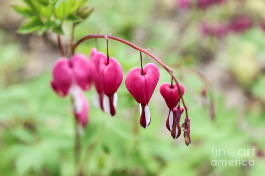 Nature Photograph - Bleeding Hearts by Nicole Hoover