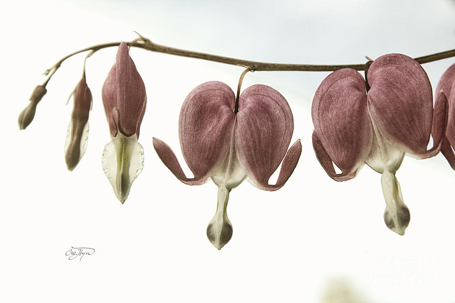 Flower Photograph - Bleeding Hearts Redux by Cris Hayes